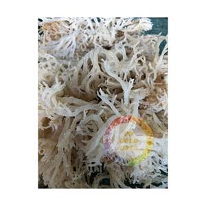 Musgo irlandés de algas para exportación/suministro de gran cantidad de EUCHEUMA seco a precio competitivo - Product Image 4