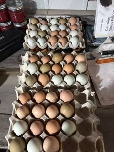 ไข่ไก่สดคุณภาพพรีเมียม ผสมหลายสายพันธุ์ แพ็ค 12 ฟอง สำหรับขาย - Product Image 4