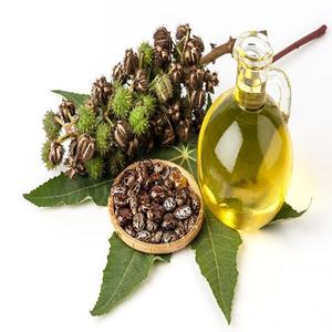 น้ำมันละหุ่งดำบริสุทธิ์ 100% ออร์แกนิค สกัดเย็น สำหรับแบรนด์ส่วนตัว ช่วยเร่งการเจริญเติบโตของเส้นผม ขนตา และคิ้ว - Product Image 5