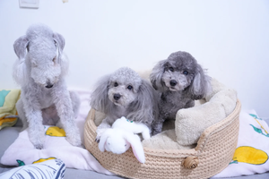 Lit douillet <span class=keywords><strong>pour</strong></span> animaux de compagnie <span class=keywords><strong>au</strong></span> <span class=keywords><strong>crochet</strong></span>, maison tricotée épaisse, cadeau fait main, fil épais, tanière <span class=keywords><strong>pour</strong></span> <span class=keywords><strong>chien</strong></span> et chat <span class=keywords><strong>au</strong></span> <span class=keywords><strong>crochet</strong></span>, couchette <span class=keywords><strong>pour</strong></span> chaton en bandes de tissu - Product Image 5