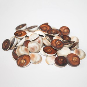 Bán buôn <span class=keywords><strong>operculum</strong></span> biển vỏ khô và sạch Mèo Mắt opercule Seashell tự nhiên hạt từ Việt Nam nhà máy - Product Image 1