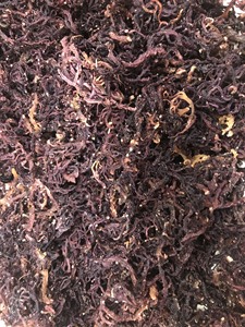 Nouvelle mousse de mer violette séchée mousse irlandaise fraîche au meilleur prix // Mme Beatrix - Product Image 6