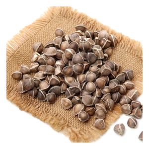 Semi di Moringa Biologici Ricchi di Antiossidanti e Nutrienti Essenziali per il Supporto Immunitario e la Disintossicazione 40-600cm Uso per Giardinaggio - Product Image 6