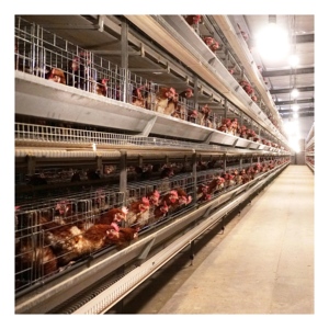 Bon prix équipement d'élevage d'animaux et de volailles cages en batterie pour poulets pondeuses batterie automatique poulet - Product Image 1