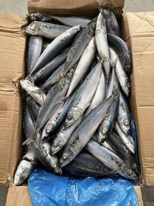 Vente en gros de poisson maquereau du Pacifique surgelé IQF avec une durée de conservation de 12 mois Emballage en vrac comestible Prix bas - Product Image 5