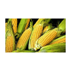 Maíz fresco amarillo orgánico brasileño Maíz súper dulce seco La mejor calidad con precio competitivo para la venta - Product Image 6
