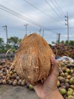 Hoogwaardige semi-ontpitten exportkwaliteit kokosnoten verpakt in stevige PP-zakken voor wereldwijde kopers