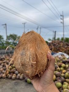 High Quality Semi Husked Export Grade Coconuts Packed in Strong PP <b>Bag</b> for Global Buyers - Product Image 2