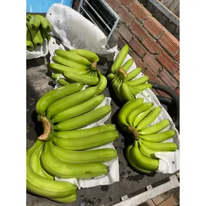 Vietnam Fresh Green Cavendish Banana - Fresh Banana - Top Product Fresh Fruit And Vegetables From Vietnam