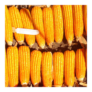 Para la venta de maíz amarillo OMG orgánico, maíz amarillo seco, palomitas de maíz, maíz blanco y dulce para alimentación animal, Venta caliente, precio de fábrica - Product Image 1