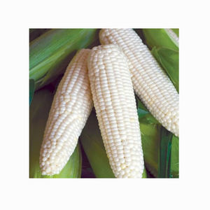 Maïs blanc séché biologique/maïs sans OGM sucré et frais pour la consommation humaine et l'alimentation animale maïs jaune - Product Image 1