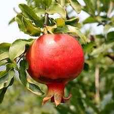 30 Pcs Seeds Organic Garden Red Medina Pomegranate Tree Seed Fresh Potted Soil
