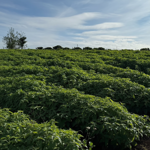 Herbe à chat biologique naturelle de qualité supérieure en vrac (herbes à chat séchées et broyées) pour la santé digestive, en provenance du VIETNAM - Product Image 3