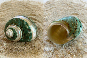 เปลือกหยกเทอร์โบธรรมชาติสำหรับตกแต่งตู้ปลาและตกแต่งชายฝั่งด้วยสีที่เป็นเอกลักษณ์ - Product Image 2