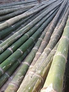 Poteaux en bambou du Vietnam, fournisseur en gros, 99D, livraison de tailles cohérentes, finition naturelle et qualité prête à l'exportation - Product Image 4