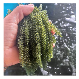 Raisin de mer frais algues naturellement riches en minéraux, authentique Raisin de mer du Vietnam/algues Superfood parfait pour les marchés et les acheteurs - Product Image 1