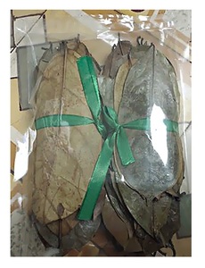 Fournisseur meilleur prix feuilles de corossol séchées feuille de Graviola pour la fabrication du thé/emballage 100 grammes/sac - Product Image 6