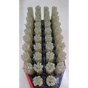 Cepillo Abrasivo de Diamante de Alta Dureza, Grano 12, OEM para Acabado Lapatro - Product Image 5