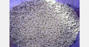 ถั่วไตสีขาวขนาดใหญ่ออร์แกนิก - Product Image 2