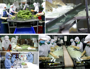 Gel de Aloe Vera Orgánico de Alta Calidad, Fresco y Congelado en Rodajas, 100% Aloe Vera Congelado - Product Image 5