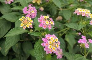 Huile essentielle de Lantana 100% pure naturelle, distillée à la vapeur, anti-inflammatoire, antibactérienne, ingrédient cosmétique d'aromathérapie - Product Image 5