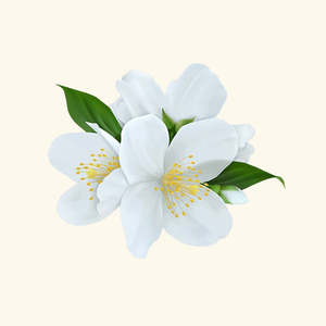 100% Pure Jasmine Essential Oil Moisturizing Lightening Firming Nourishing Body Oil Ingredients Organic Oud Herbal Box MOP 1L - Product Image 1