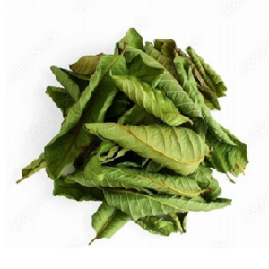 Hoja de Guayaba Seca de Calidad Garantizada de Vietnam para Exportación de Té de Hierbas - Product Image 6