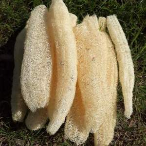 Loofah crudo o fibra de Luffa seca, limpia y comprimida para el cuidado de la belleza, manualidades, aplicaciones ecológicas sostenibles Uso industrial - Product Image 2
