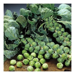 Sinocharm, buena calidad, Mini Coles de Bruselas congeladas, planta IQF, coles de Bruselas con certificación - Product Image 4