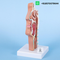 Modèle de cavité nasale avec anatomie de Laynx et du pharynx Modèle de nez en PVC