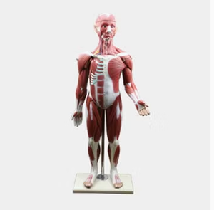 Modelo Anatómico de Músculo Humano de Alta Detalle/Material de Resina/Impreso en 3D/Silicona Suave/Dispositivos Médicos/Entrega Rápida - Product Image 6