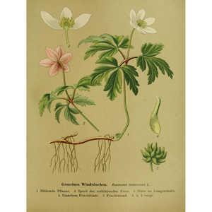 Affiche d'art éducatif vintage : Magnifique design d'anémone pour l'apprentissage - Product Image 3