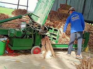 ผักตบชวาแห้ง ผักตบชวาลอยน้ำ (อีคฮอร์เนีย ครัสซิเพส) ใยธรรมชาติสีน้ำตาล หนา 6 มม. ยาว 40-60 ซม. - Product Image 3