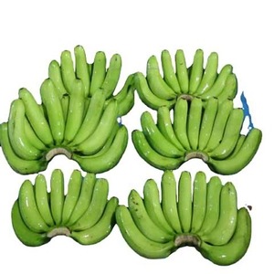 Plátano Cavendish amarillo verde de alta calidad natural Plátanos de grado superior al mejor precio Plátanos frescos - Product Image 4