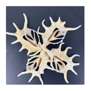 ชิ้นเปลือกแบบเกลียวสำหรับตกแต่งบ้านชายหาดของตกแต่งงานแต่งงานงานและงานฝีมือสุดสร้างสรรค์ผู้จำหน่ายเปลือกหอย - Product Image 1