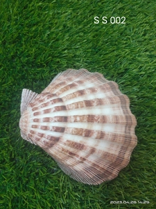 Conchas de mar en forma de abanico naturales hechas a medida, técnica tallada de varios tamaños para reventa en tiendas de suministros de conchas marinas - Product Image 5