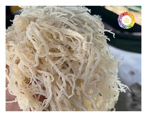 สาหร่าย Eucheuma cottonii จากเวียดนาม100% สาหร่ายธรรมชาติสำหรับสกัดคาราจีแนนและแปรรูปอาหาร - Product Image 2
