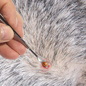 ชุดเครื่องมือกำจัดเห็บสแตนเลสคุณภาพสูง ผลิตในปากีสถาน สำหรับแมวและสุนัข - Product Image 6