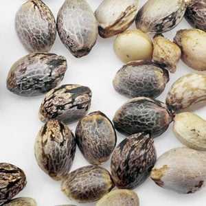 1 kg de Semillas de Ricino Secas, Totalmente Maduras, Origen EE. UU., Modelo CTS9981 - Product Image 4