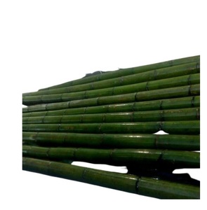 Poteaux/canne/piquet en bambou droits secs traités naturels de haute qualité pour les gardes d'arbres et la construction ou l'agriculture - Product Image 1