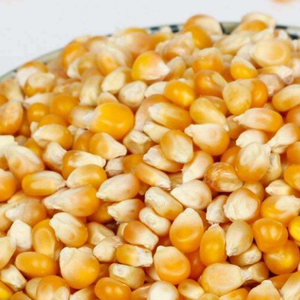 Maïs jaune de haute qualité pour l'alimentation animale et la consommation humaine, produit séché de qualité supérieure, exporté d'Inde - Product Image 6