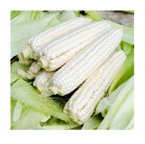 Granos de Maíz Blanco de Alta Calidad para Alimentación Animal / Semillas de Maíz Blanco - Product Image 1