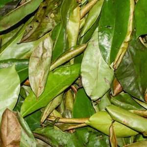 Hojas de Guanábana secas orgánicas naturales Hojas de Guanábana secas 100% Hogar natural - Product Image 3