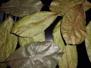 Offre Spéciale 100% Graviola au corossol biologique séchée naturellement au meilleur prix, fabriqué au Vietnam - Product Image 4