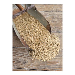 Cebada Malta grano alimentación animal cebada la mejor calidad al mejor precio - Product Image 4