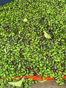 Producto agrícola Premium de Kali Harad Terminalia Chebula - Product Image 3