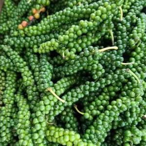 Pimiento Verde de Vietnam, Pimiento Entero Crudo, Ingrediente Culinario IQF para Procesamiento de Alimentos - Product Image 1