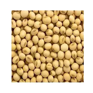 Non GMO Soybeans High Quality Soya Beans / Soy Bean for sale