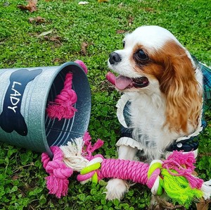 Cuerda para masticar para mascotas hecha a mano de algodón Natural duradero respetuoso con el medio ambiente para perros, juguete no tóxico ideal para un regalo - Product Image 2