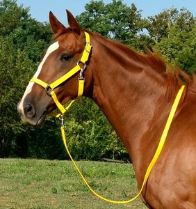 Brida de Equitación Personalizada, Brida de Cuero Genuino para Caballos, Cabestros de Nailon, Estilo de Brida, Sillas de Montar, Cabestros de PVC - Product Image 6
